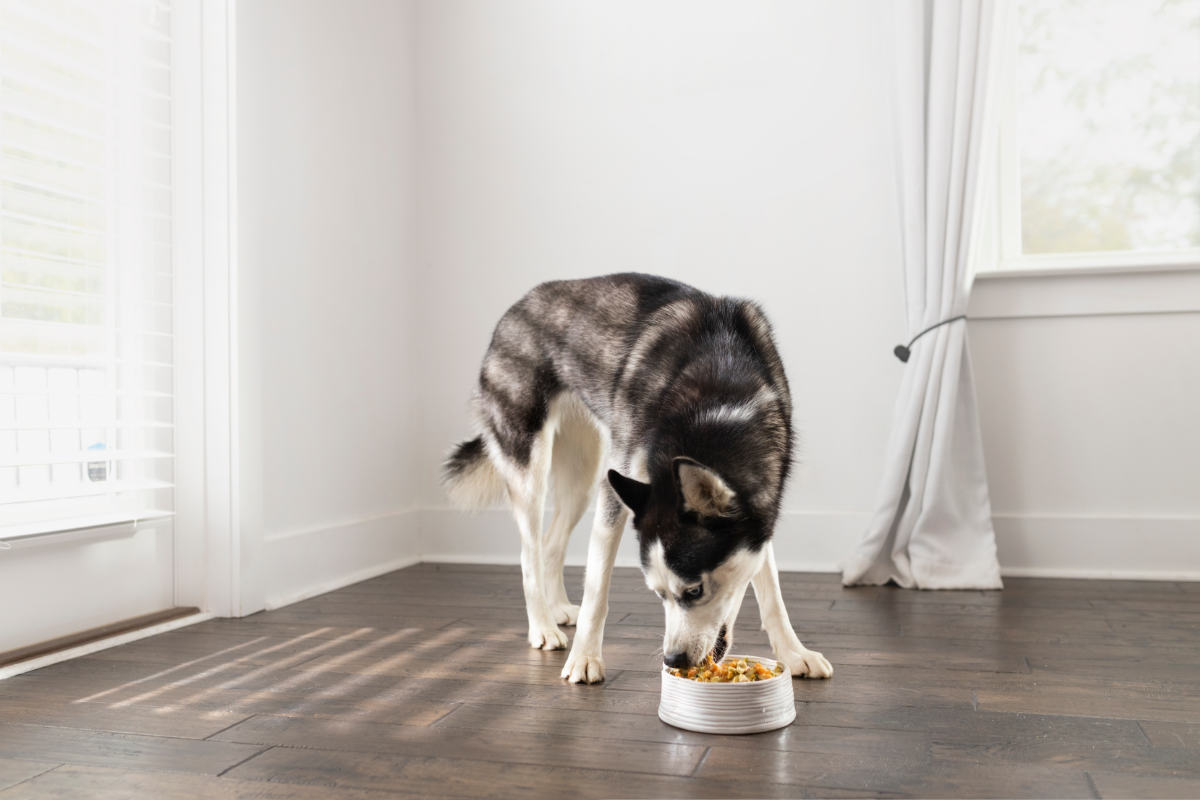 Nourriture pour chien Soldes 1 Nourriture pour chien Soldes -Nourriture pour chien Soldes 343423223