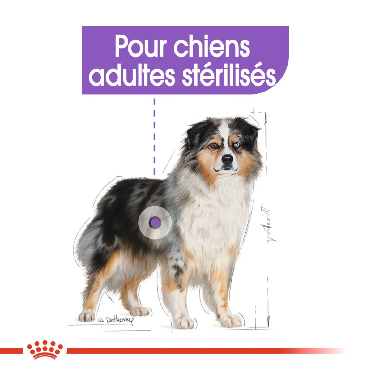 Medium Sterilised - Royal Canin 5 Medium Sterilised - Royal Canin – Image 3