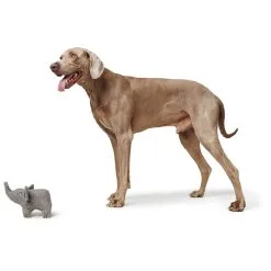 Peluche Éléphant Eiby Pour Chien - Hunter -Nourriture pour chien Soldes peluche elephant eiby pour chien hunter 1